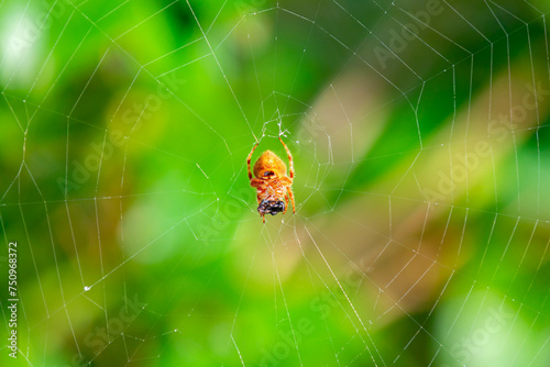 Typical web spider Araneus diadematus, very common in Brazil.