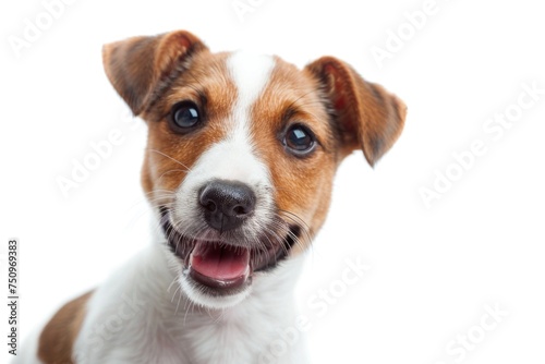 A small brown and white dog with its mouth open. Suitable for pet-related designs