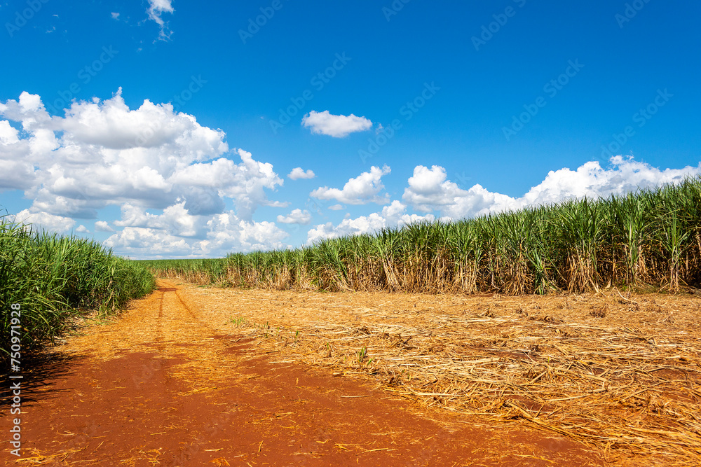 Sugarcane plantation on sunny day