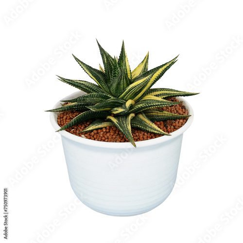 Small potted cactus succulent plant with variegated leaves of Fairy Washboard or File-leafed Haworthia (Haworthiopsis limifolia 'Variegated’)