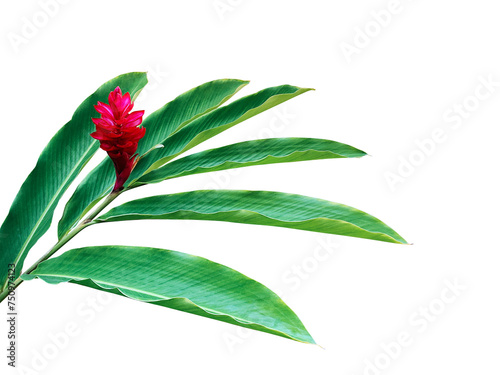 Green leaves with red flower of red ginger (Alpinia purpurata) tropical forest plant