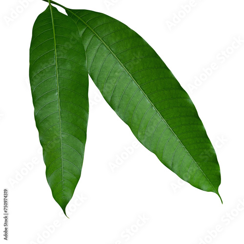 Close-up of fresh mango leaves tropical fruit tree. Mango leaves are medicinal plant rich in antioxidants such as anthocyanidins. photo