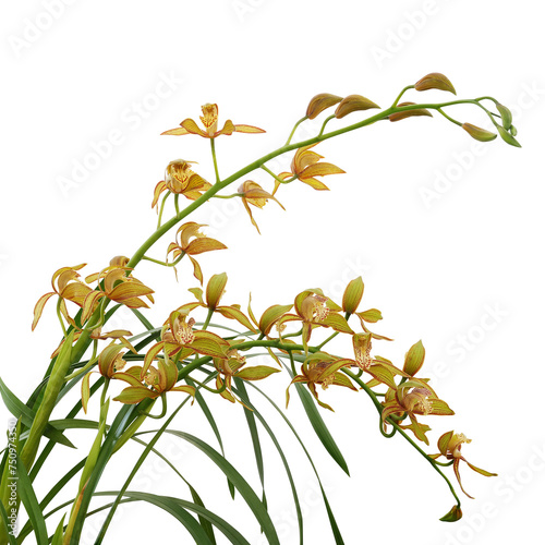 Golden yellow Cymbidium orchid with green leaves, tropical flower plant