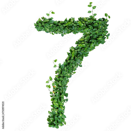 Foliage number 7, nature green leaves alphabet of devil's ivy or golden pothos, tropical money plant
