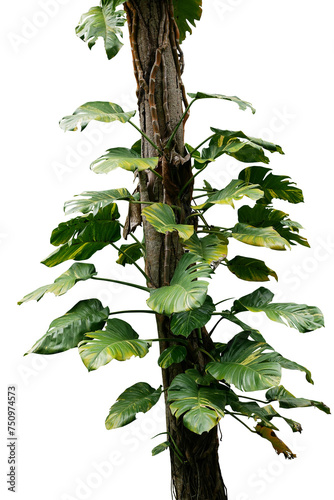 Variegated leaves golden giant Pothos (Marble Queen) or Devils ivy tropical foliage vine plant and forest vine liana plants climbing on jungle tree trunk