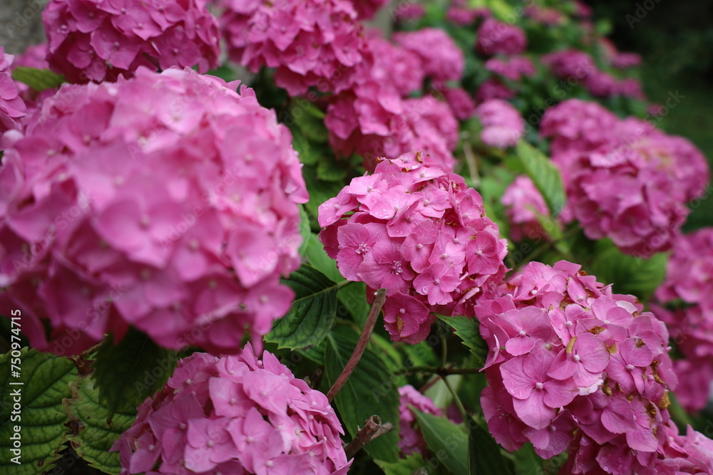 beautiful and vibrant pink flowers closeup beautiful and vibrant pink flowers closeup