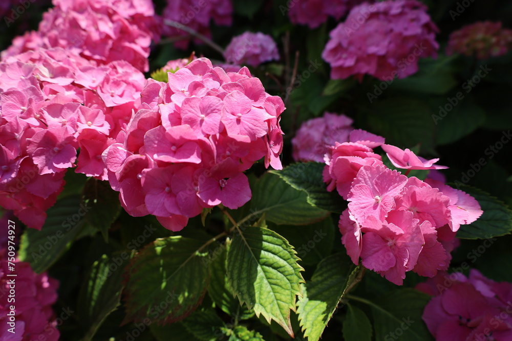 beautiful and vibrant pink flowers closeup beautiful and vibrant pink flowers closeup