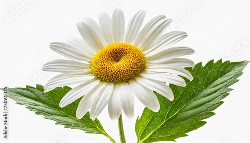 chamomile flower isolated on white or transparent background camomile medicinal plant herbal medicine one single chamomile flower with green stem and leaves