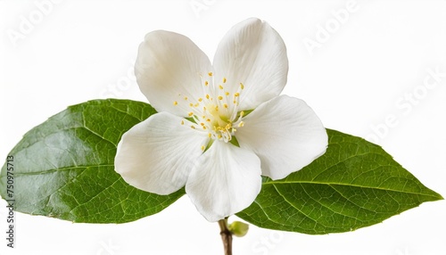 single white flower of grand duke of tuscany arabian white jasmine jasminum sambac aroma flora isolated transparent background cutout photo