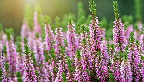 many stems of blossoming heather with pink flowers