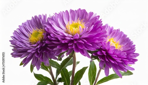 purple aster flower isolated