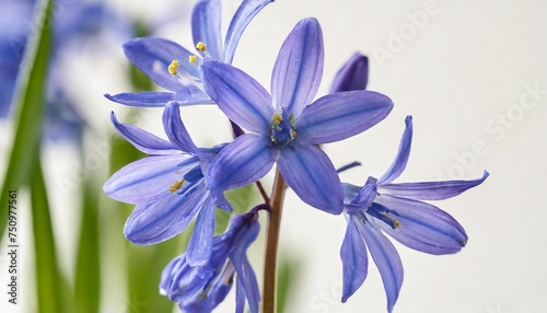 single stem of blue spanish bluebells hyacinthoides hispanica synonyms endymion hispanicus or scilla hispanica against a white background photo