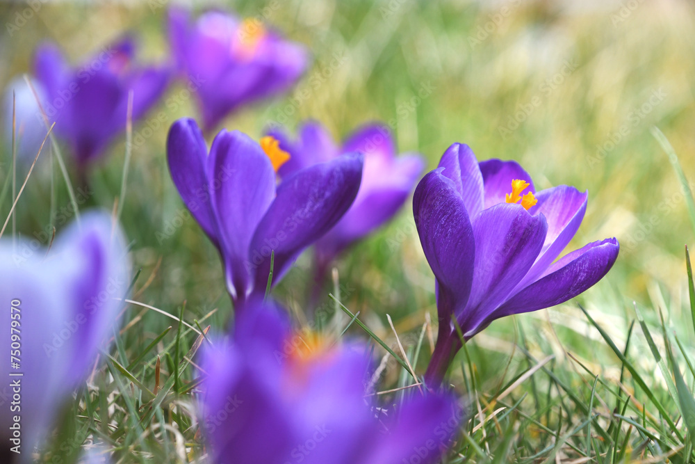 Purple crocuses blooming in the spring, crocus flowers