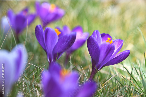 Purple crocuses blooming in the spring, crocus flowers