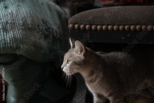 gato gris con luz y sombra