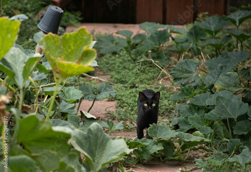 Gato negro en el jardin