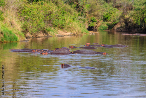 Group of hippos  Hippopotamus amphibius  in a river in Serengeti National Park  Tanzania. Wildlife of Africa