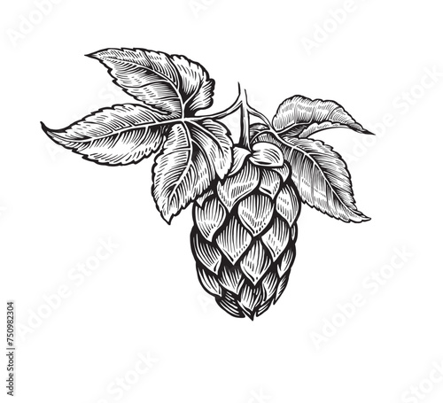 Hop cone, vector symbol of brewery engraved black and white sketch.