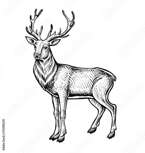 Deer vector sketch, black and white vintage illustration.