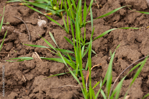 Close up of a terrestrial plant emerging from the soil