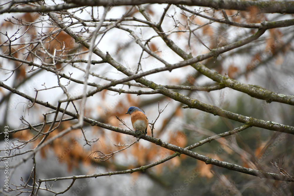 Eastern bluebird in a tree, bird wildlife nature background Eastern bluebird in a tree, bird wildlife nature background