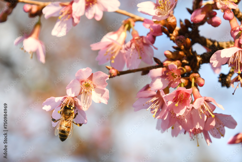 Honey Bee gathering nectar from a flowering cherry tree with pink pastel blossoms in the spring Honey Bee gathering nectar from a flowering cherry tree with pink pastel blossoms in the spring