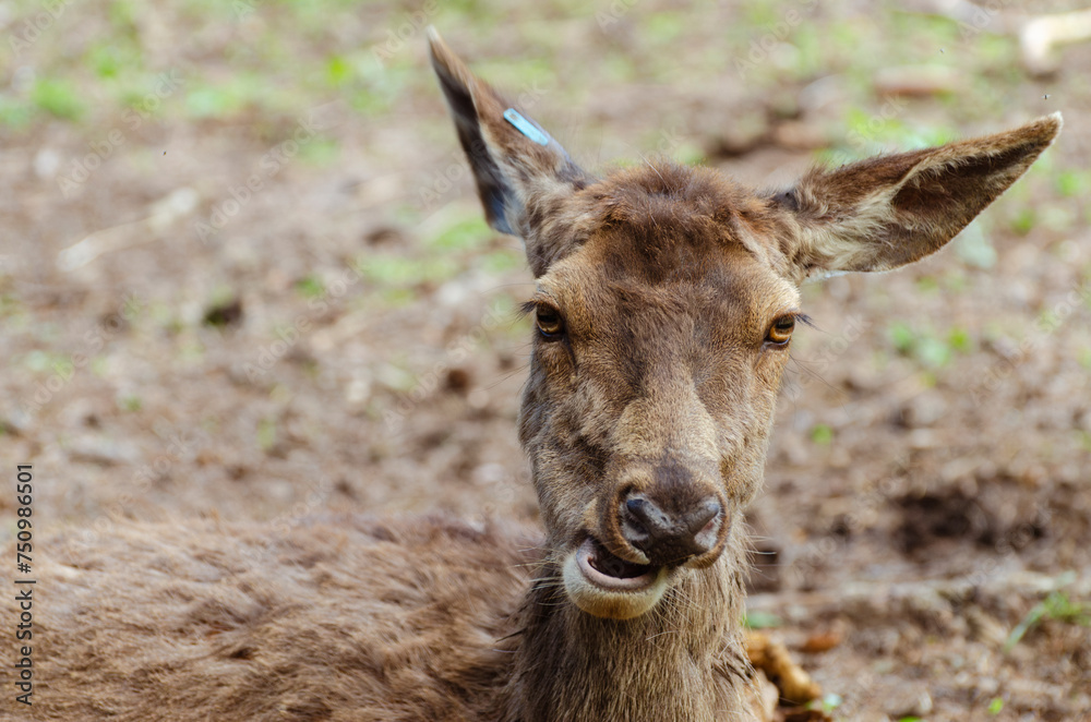 close up deer portrait with funny face