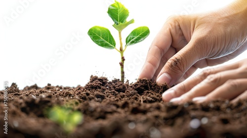 nurturing roots: a hand planting tomorrow's green legacy