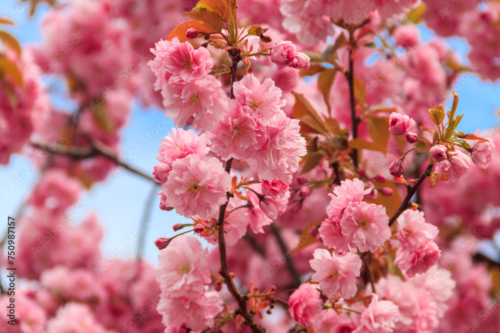 Pink blossoming sakura tree in garden at spring Pink blossoming sakura tree in garden at spring