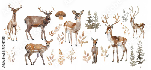 Watercolor drawing of different deer on a white background