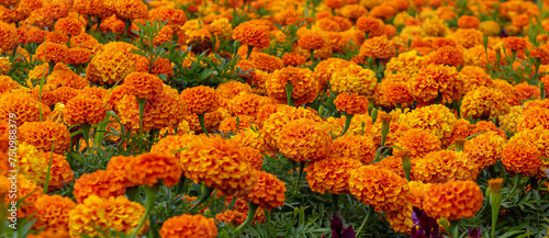 Marigold flowers background. Lots of beautiful flowers in the garden. Mexican, Aztec or African marigold (Tagetes erecta).