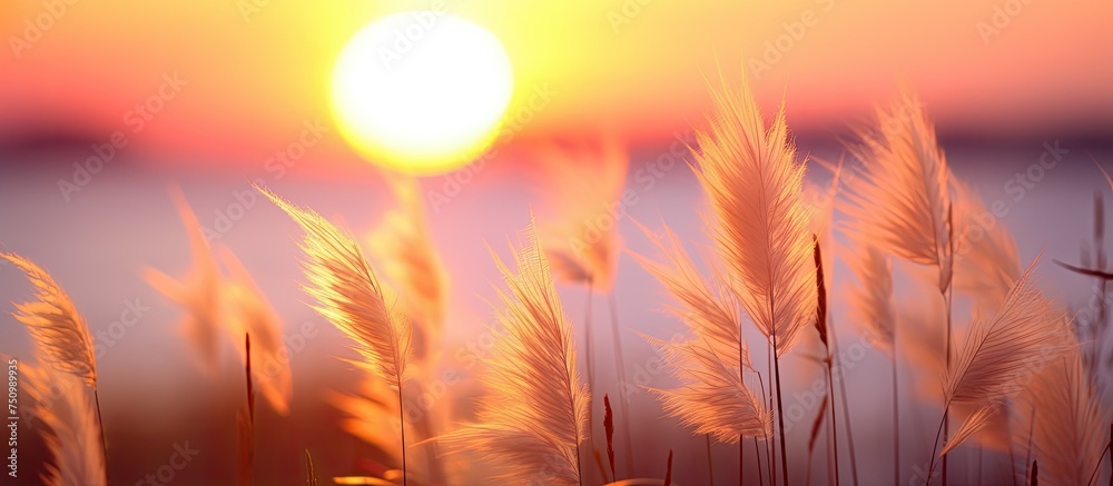 Fototapeta premium The sun is setting low on the horizon, casting a golden glow over the calm body of water. Silhouettes of tropical grass flowers or fountain grass sway gently in the foreground, while the sky above is