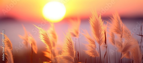 The sun is setting low on the horizon, casting a golden glow over the calm body of water. Silhouettes of tropical grass flowers or fountain grass sway gently in the foreground, while the sky above is