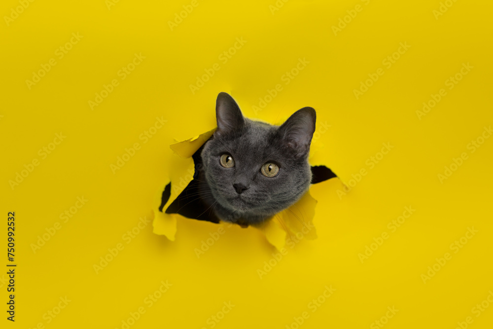 A gray cat crawls through a hole in yellow paper. Naughty pets. Copy space. cat on a yellow background A gray cat crawls through a hole in yellow paper. Naughty pets. Copy space. cat on a yellow background