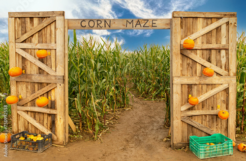 Corn maze and agricultural field. Summer harvest holiday festival
