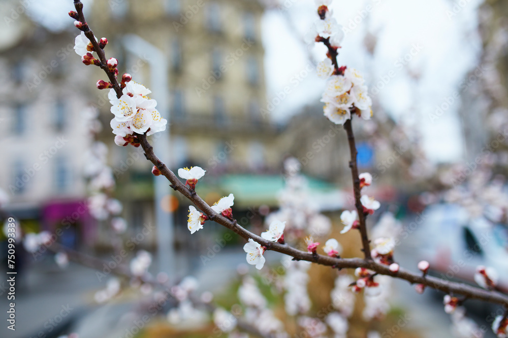 Branch with beautiful white flowers in full bloom on a spring day on a street of Paris, France Branch with beautiful white flowers in full bloom on a spring day on a street of Paris, France