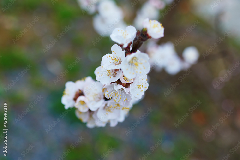 Branch with beautiful white flowers in full bloom on a spring day on a street of Paris, France Branch with beautiful white flowers in full bloom on a spring day on a street of Paris, France