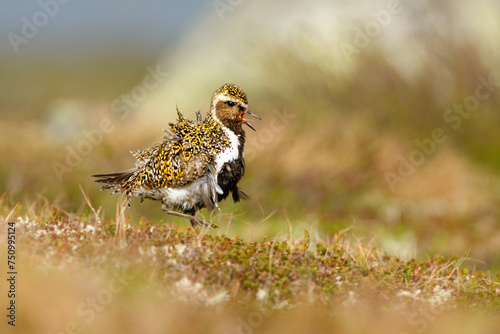Golden Plover - Pluvialis apricaria wading bird in Norwegian tundra, fluttering feathers in the strong wind, similar to American and Pacific golden plover, Pluvialis dominica and fulva photo