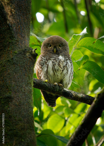 Chestnut-backed Owlet - Glaucidium castanotum owl bird endemic to Sri Lanka sitting on the branch in the wet green forest in Kitulgala and Sinharaja, cute small owl, face to face vie photo