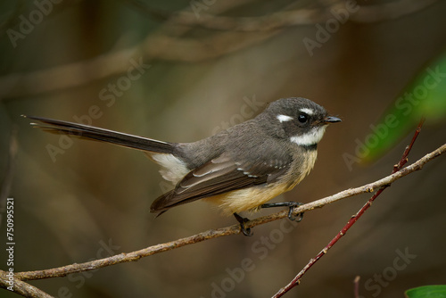 Grey Fantail - Rhipidura albiscapa - small insectivorous bird. It is a common fantail found in Australia (except western desert areas), the Solomon Islands, Vanuatu and New Caledonia