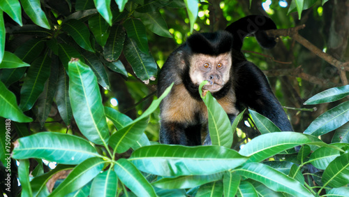 Wild monkey Tijuca National Park photo