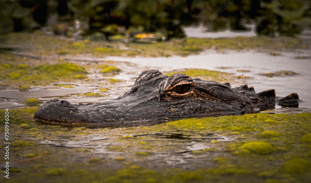 American Alligator in a Local Pond