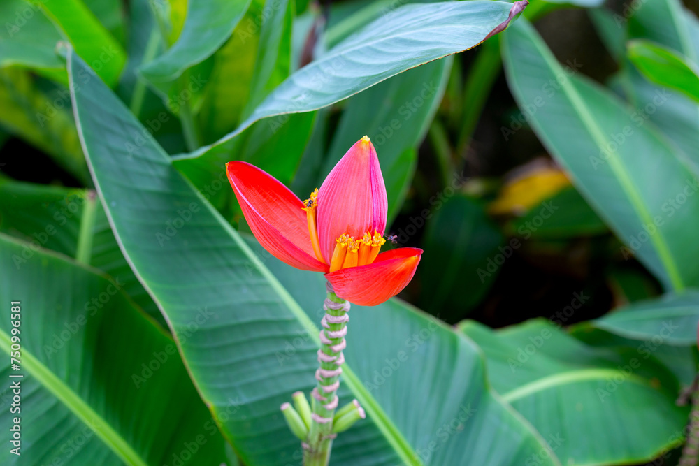 Beautiful banana red flower with green leaves Beautiful banana red flower with green leaves