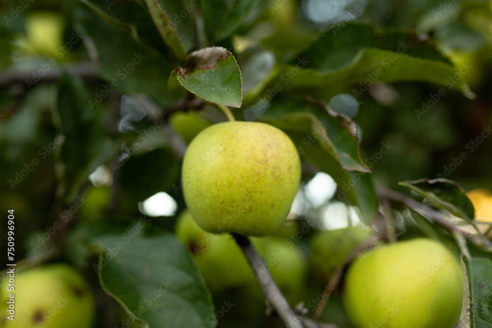 ripe green apple on a branch, autumn harvest