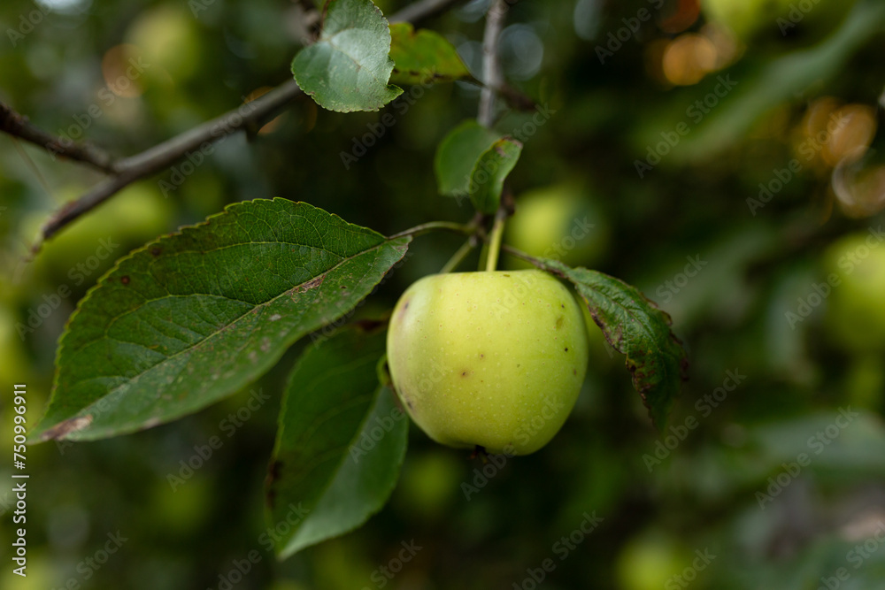 ripe green apple on a branch, autumn harvest ripe green apple on a branch, autumn harvest