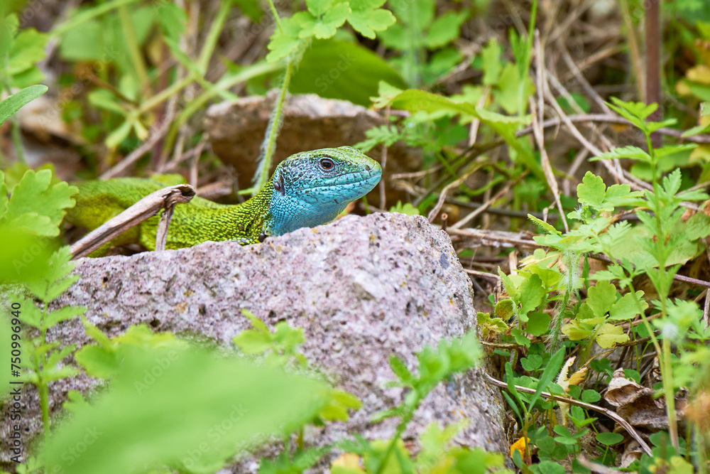 European green lizard male sunbathing on the rock (Lacerta viridis) European green lizard male sunbathing on the rock (Lacerta viridis)