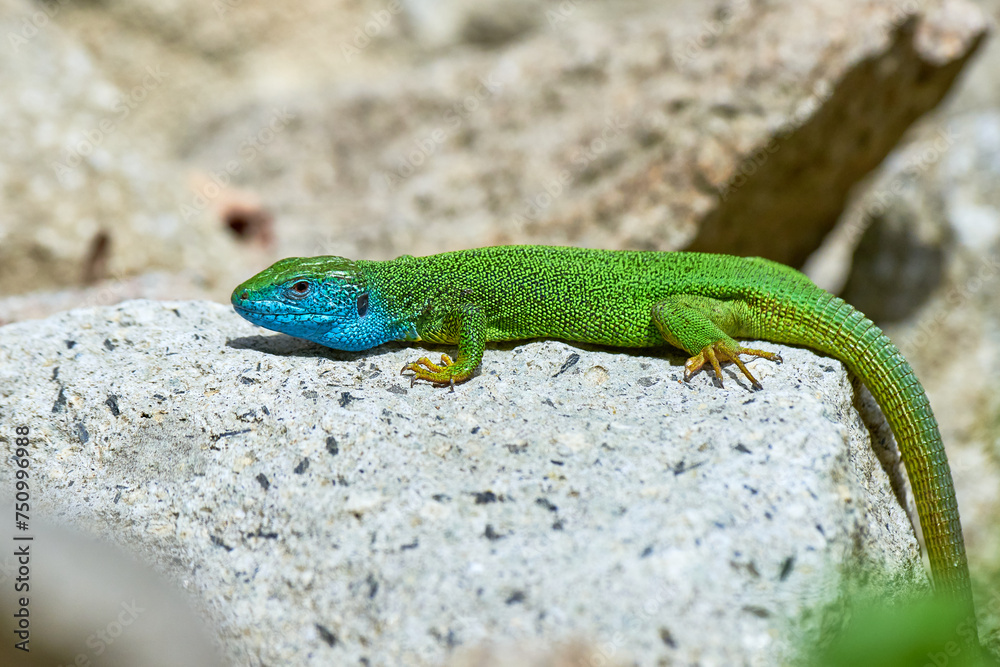 Fototapeta premium European green lizard male sunbathing on the rock (Lacerta viridis)