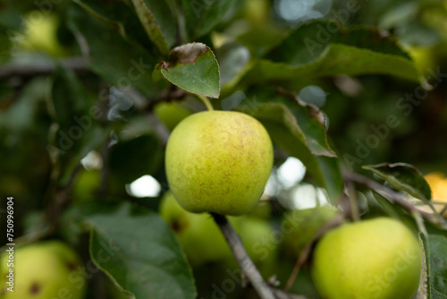 ripe green apple on a branch, autumn harvest