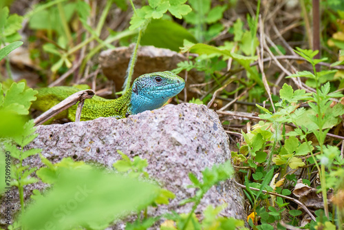 European green lizard male sunbathing on the rock (Lacerta viridis)