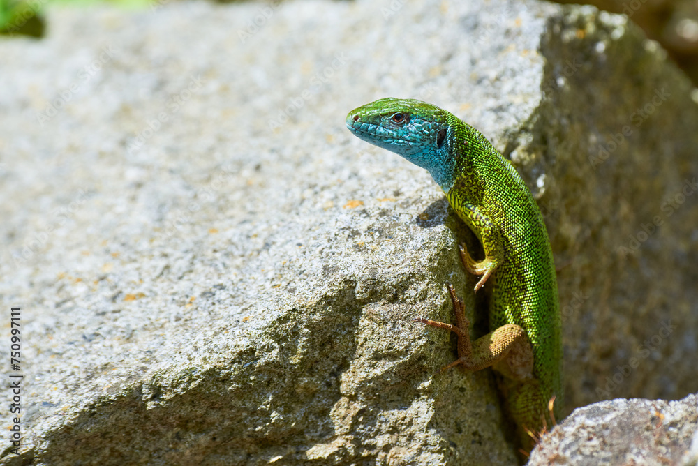 European green lizard male sunbathing on the rock (Lacerta viridis)